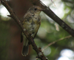 Ficedula