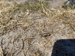 Myrmeleotettix maculatus