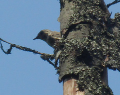 Ficedula
