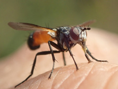 Cylindromyia auriceps