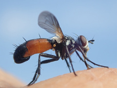 Cylindromyia auriceps