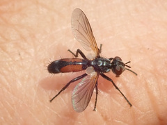 Cylindromyia auriceps
