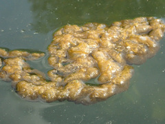 Ulva intestinalis