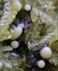Elaeomyxa