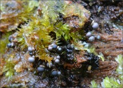 Elaeomyxa