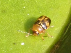 Cryptocephalus