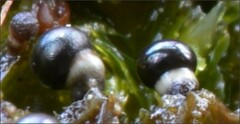 Elaeomyxa