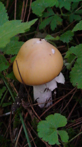 Cottony Volva Amanita