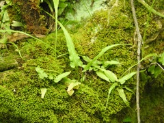 Asplenium rhizophyllum