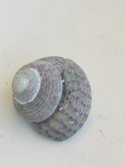 Steromphala divaricata