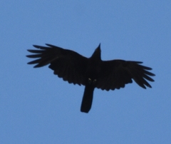 Corvus ossifragus