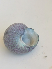 Steromphala divaricata