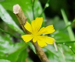Lapsana communis