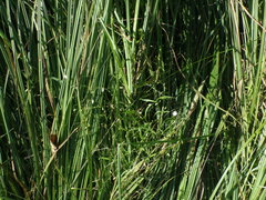 Carex acuta