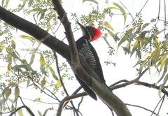 Dryocopus lineatus