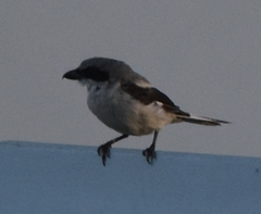 Lanius ludovicianus