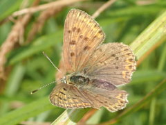 Lycaena tityrus