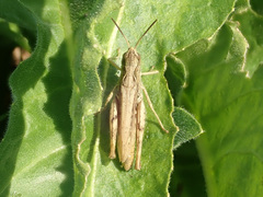 Chorthippus apricarius