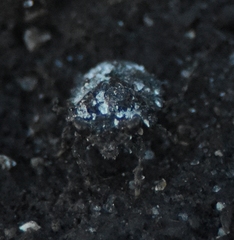 Gelastocoris oculatus