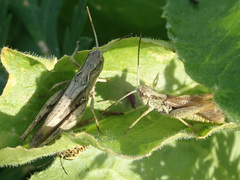 Chorthippus apricarius