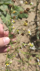 Tripleurospermum inodorum