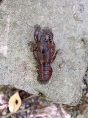 Faxonius limosus