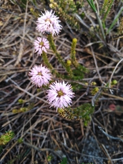 Stilbe ericoides