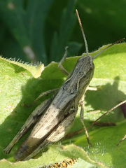 Chorthippus apricarius