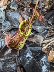 Nepenthes rafflesiana
