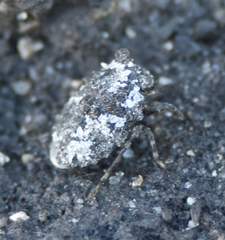 Gelastocoris oculatus