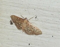 Herpetogramma pertextalis