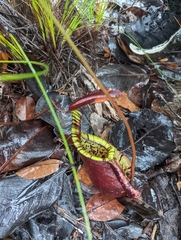 Nepenthes rafflesiana