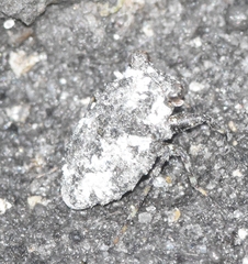 Gelastocoris oculatus