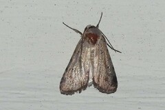 Spodoptera exigua