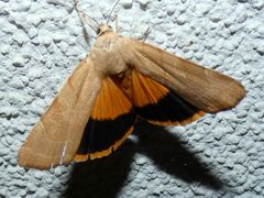 Noctua fimbriata