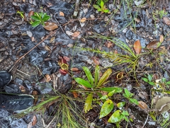 Nepenthes rafflesiana