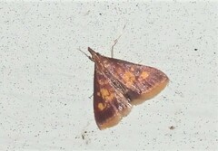 Pyrausta acrionalis