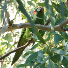 Glossopsitta concinna