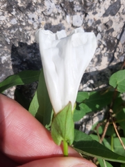 Calystegia sepium