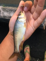 Opsariichthys pachycephalus