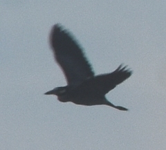 Nyctanassa violacea