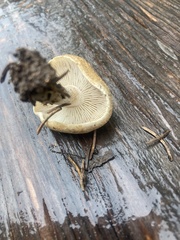 Agrocybe putaminum