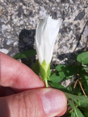 Calystegia sepium