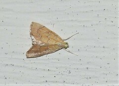 Glaphyria sesquistrialis