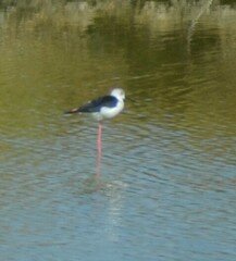 Himantopus himantopus