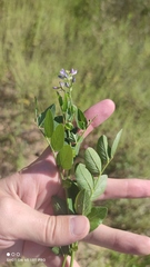 Galega orientalis
