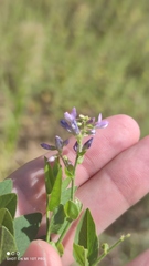 Galega orientalis