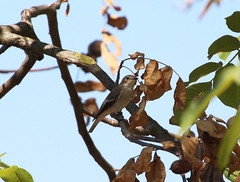 Ficedula hypoleuca