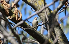Ficedula hypoleuca