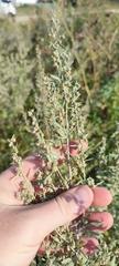 Artemisia sieversiana